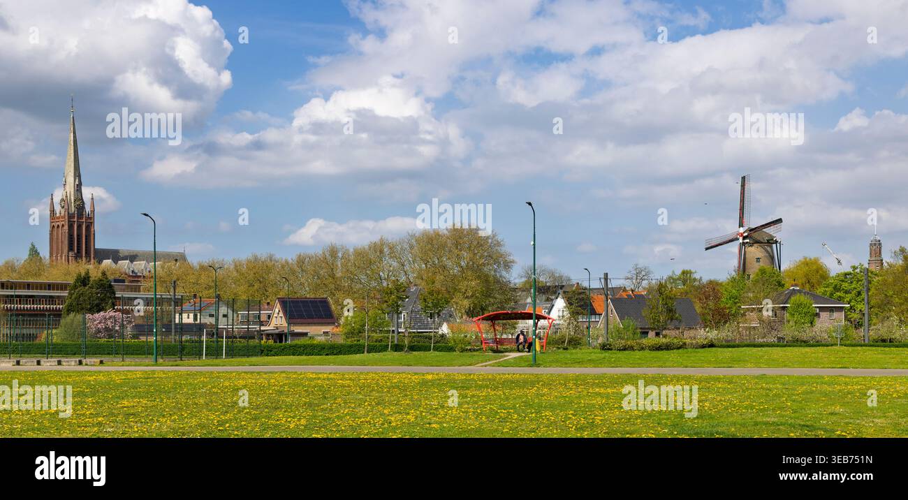 IJsselstein, Paesi Bassi. Un campo verde luminoso pieno di leoni, che offre una vista sulla torre della basilica di San Nicola e su un classico mulino a vento. Foto Stock