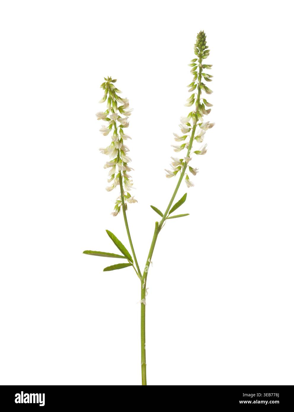 Rametto di trifoglio dolce (Melilotus albus) con piccoli fiori bianchi isolati su sfondo bianco. Foto Stock