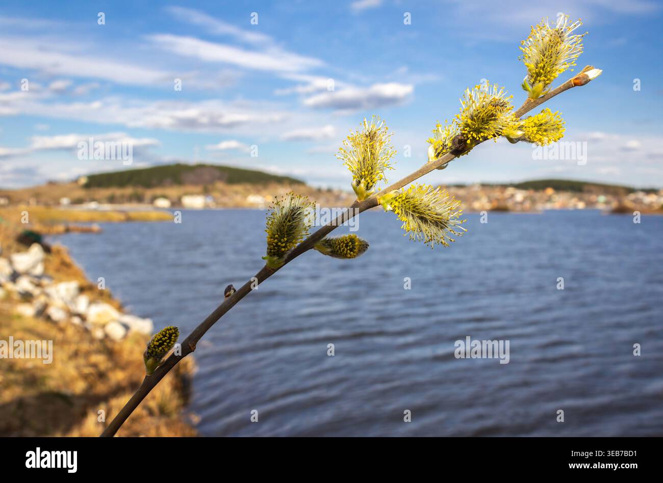 Ramo di salice in fiore sul lago con cielo blu e sfondo morbido, scenario naturale primaverile con gemme fresche e tranquillo paesaggio d'acqua Foto Stock