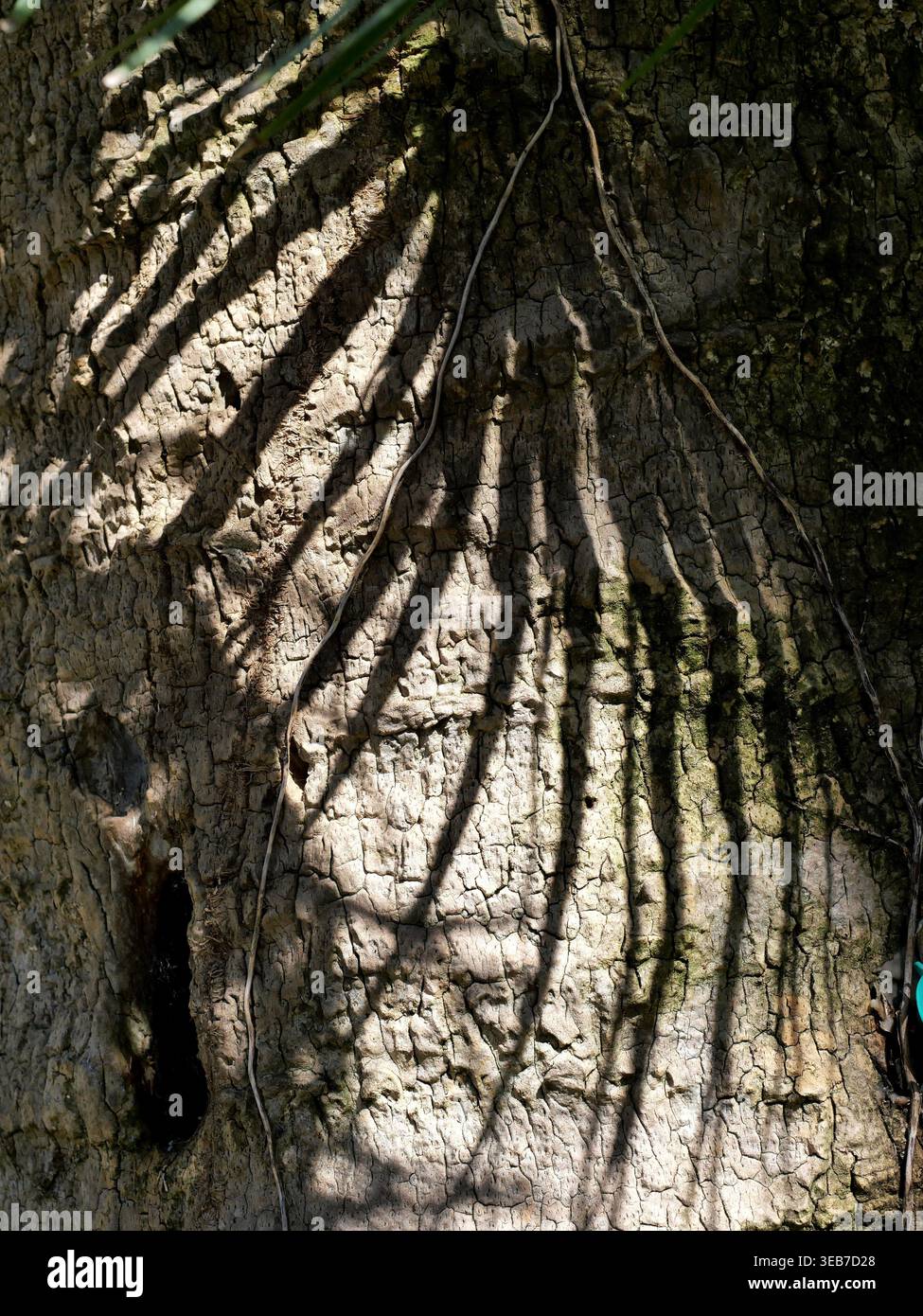 Tronco del palmo con ombre frontali, luce ad alto contrasto e motivo d'ombra su superfici ruvide in primo piano Copyspace Foto Stock