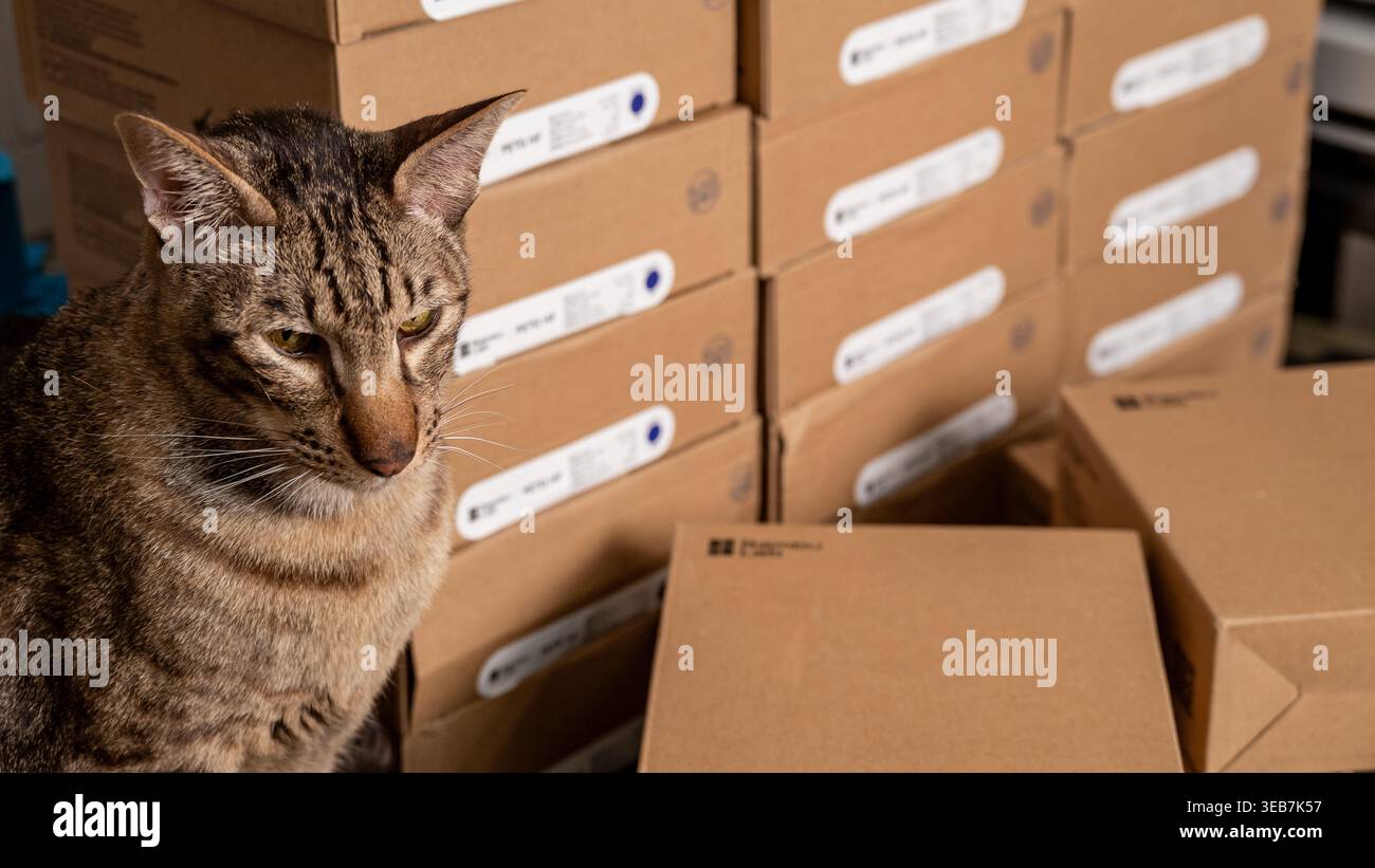 Jurmala, Lettonia - 12.12.2025: Cat si trova accanto alle scatole Bambu Lab con filamento per stampante 3D in un ambiente domestico. Foto Stock