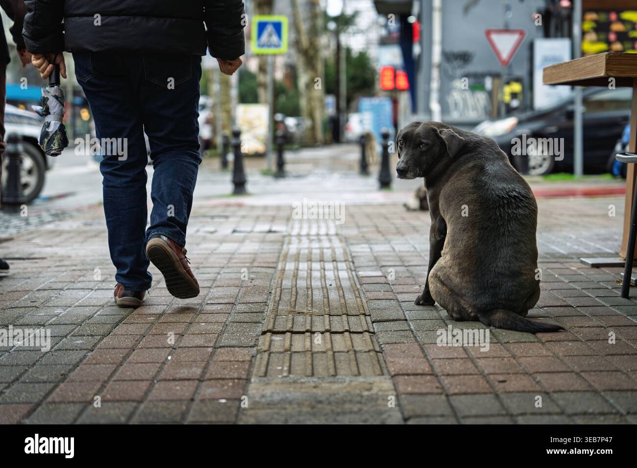 Batumi, georgia 21 aprile 2026: Cane randagio seduto sul marciapiede, guardando indietro a una persona che passava accanto a batumi, georgia, riflettendo temi di urban Foto Stock
