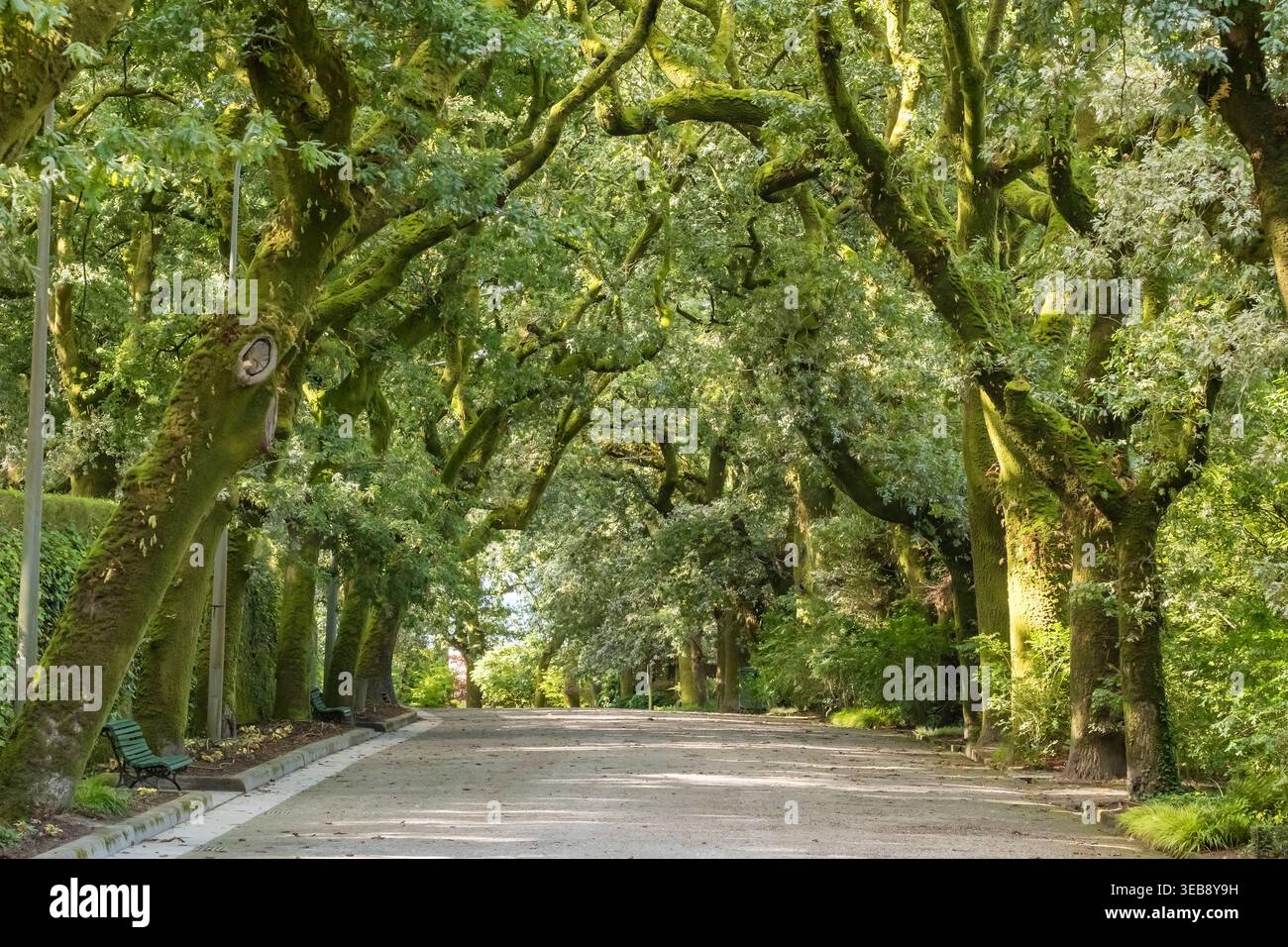 Viale illuminato dal sole di alberi antichi e panchine nella piazza pubblica Foto Stock