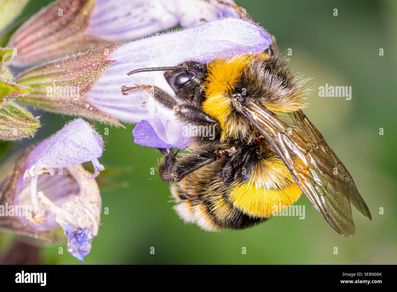 bumblebee, raffinati dettagli macro in un ambiente naturale, Ain Draham, Tunisia, 21 aprile 2024 Foto Stock