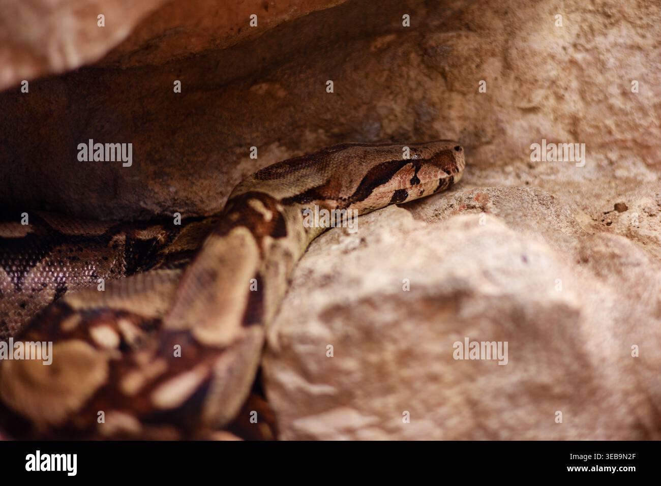 Boa Constrictor che poggia su Rocks in Terrarium Foto Stock