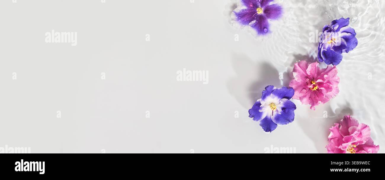 Viola e rosa viola africana che galleggiano su una superficie bianca con increspature d'acqua e luce solare Foto Stock