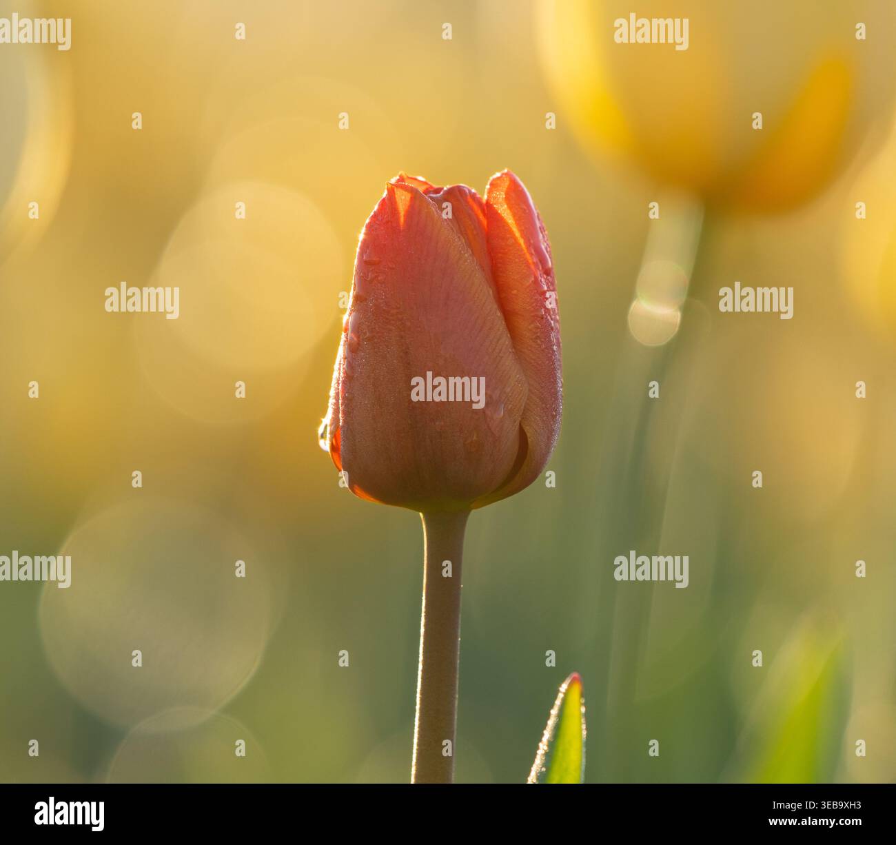 Questa immagine ravvicinata cattura un vivace tulipano rosso che si erge in mezzo a un mare di tulipani gialli in un pittoresco campo olandese. Colori e gastronomia sorprendenti Foto Stock