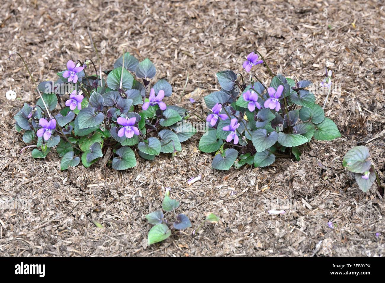 Fiori primaverili viola e foglie di Labrador Violet, Viola labradorica UK Garden aprile Foto Stock