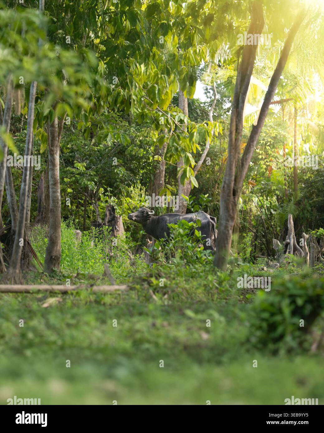 Vista di un bufalo d'acqua in piedi tra la lussureggiante vegetazione del bacino del Rio delle Amazzoni con la luce del sole che filtra attraverso gli alberi. Foto Stock