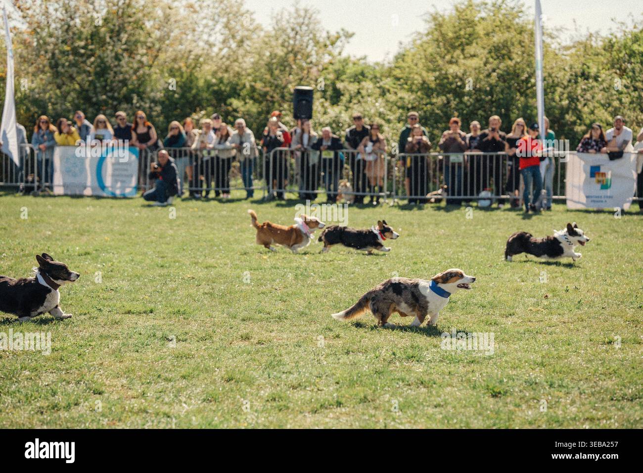 I corgis corrono nel parco di Praga mentre le persone guardano durante un pomeriggio di sole in città, mostrando la loro energia giocosa e gioia all'aperto Foto Stock