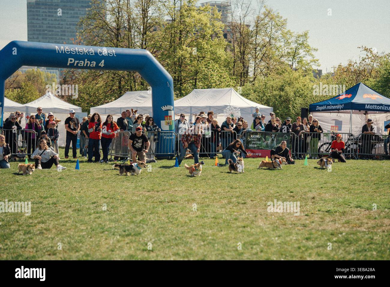 I corghi corrono a Praga mentre la gente guarda un evento di cani nel parco Foto Stock