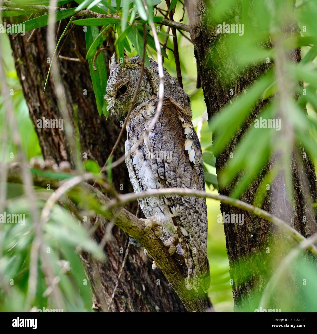 Gufo africano mimetizzato sul tronco dell'albero Foto Stock