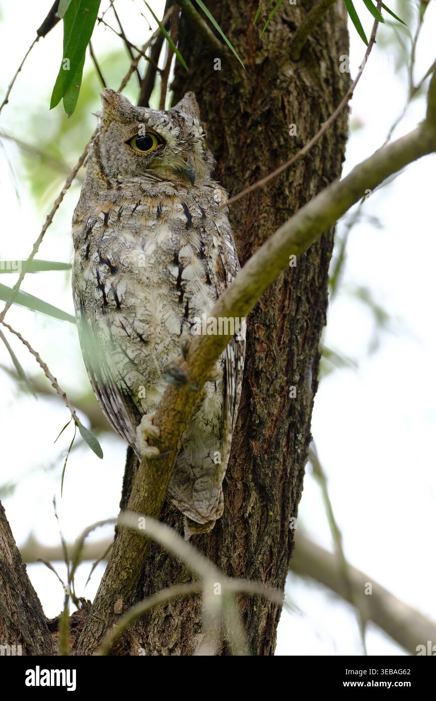 Gufo africano mimetizzato sul tronco dell'albero Foto Stock