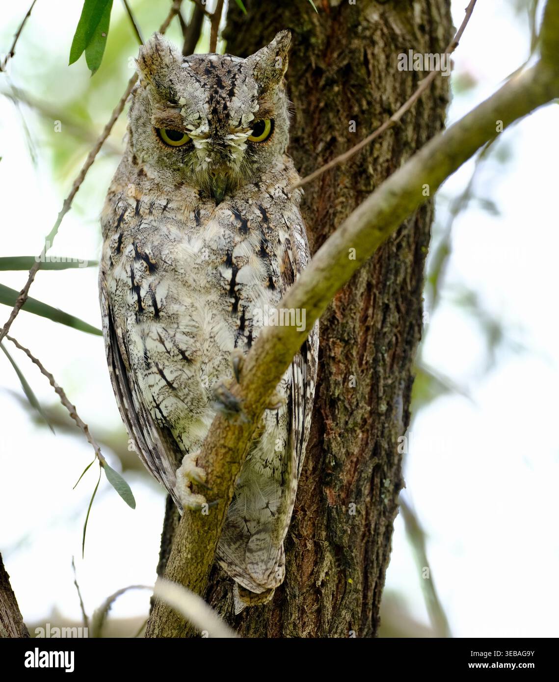 Gufo africano mimetizzato sul tronco dell'albero Foto Stock