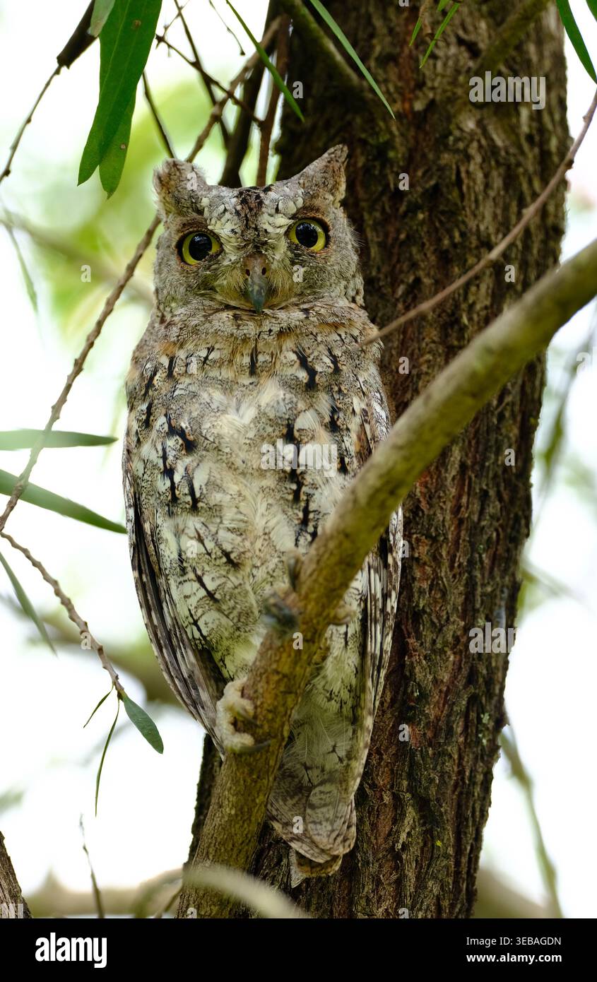 Gufo africano mimetizzato sul tronco dell'albero Foto Stock