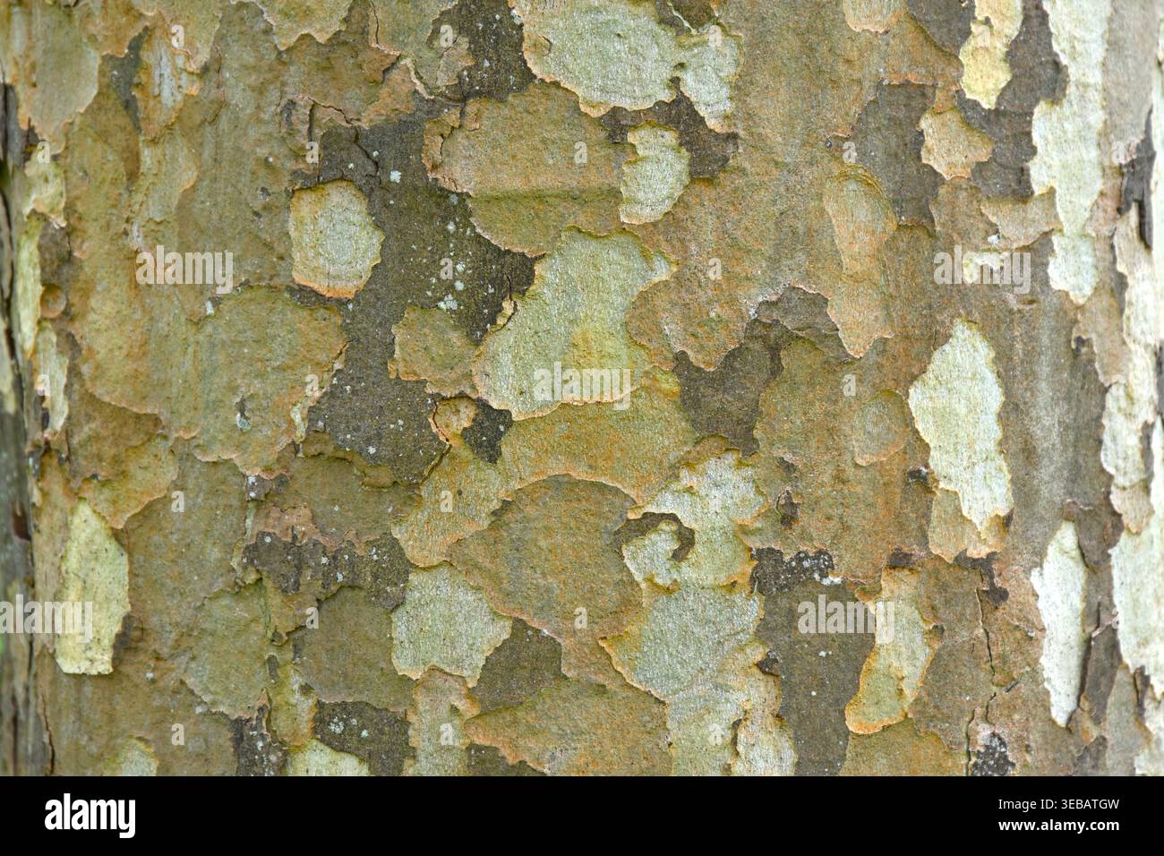 Primo piano di corteccia chiazzata su Platanus x hispanica o London Plane Tree UK April Foto Stock