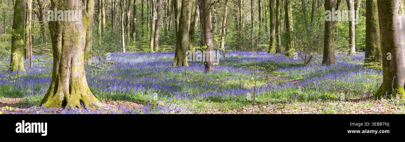 Vista panoramica dei campanelli nativi britannici (latino: Hyacinthoides non-scripta), nel bosco Micheldever, una foresta di faggi con antico stato boschivo, Regno Unito Foto Stock