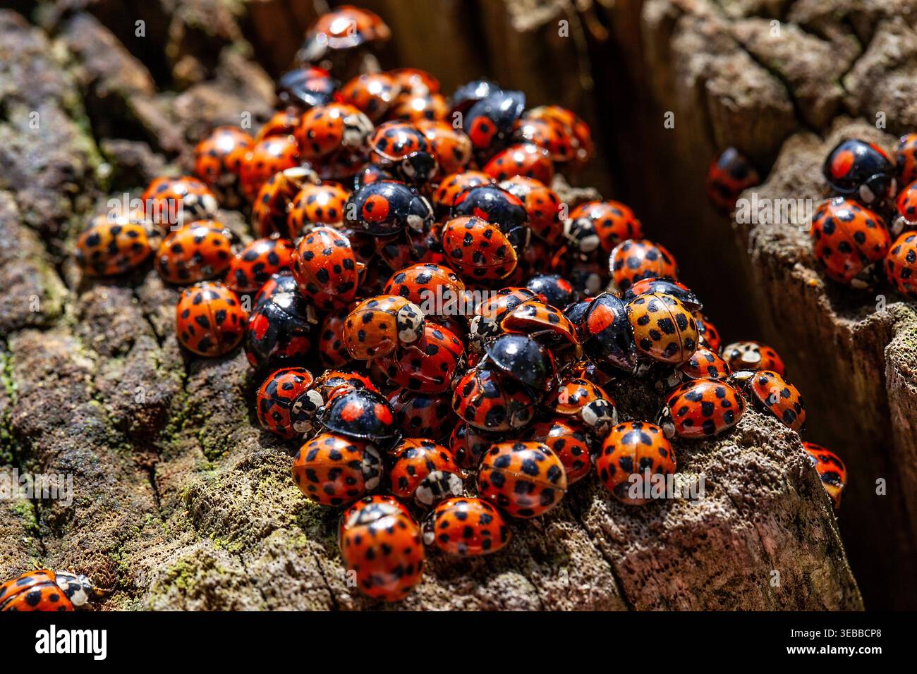 Un gruppo di arlecchini e sette ladybirds si radunarono su corteccia ruvida degli alberi, con conchiglie maculate rosse e nere che creano un vivido mosaico naturale. Foto Stock