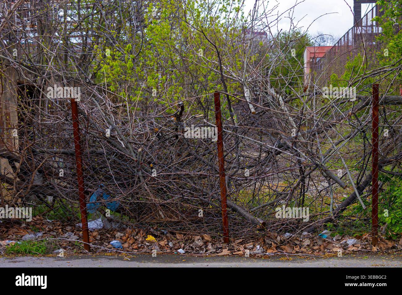 I rami secchi si accumulano accanto al bordo della strada Foto Stock