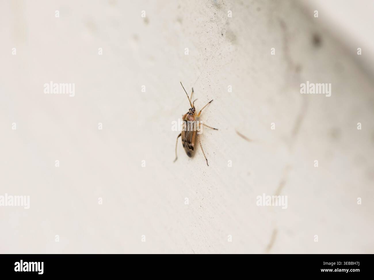 Adulti, bell'insetto vegetale (Harpocera thoracica) a Richmond Park, Surrey. Questi adulti hanno vita breve. Foto Stock