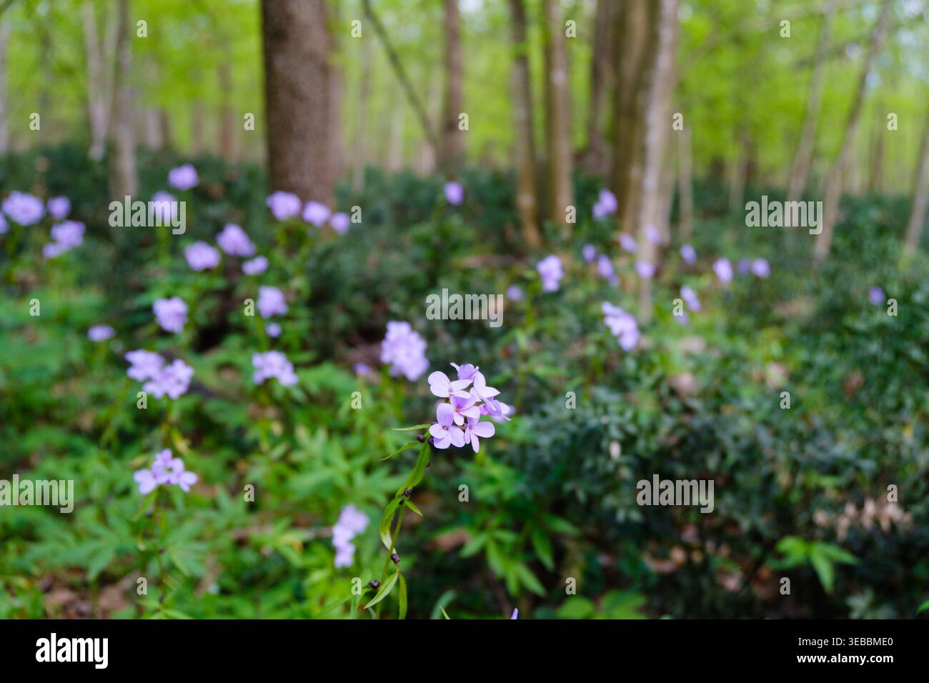 Fiori selvatici viola nella foresta con bassa profondità di campo, sbocciano primaverili con morbido bokeh Foto Stock