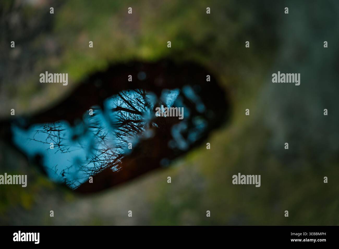 Riflesso astratto di alberi nell'acqua all'interno di un albero cavo, sfondo naturale sfocato con toni moody Foto Stock