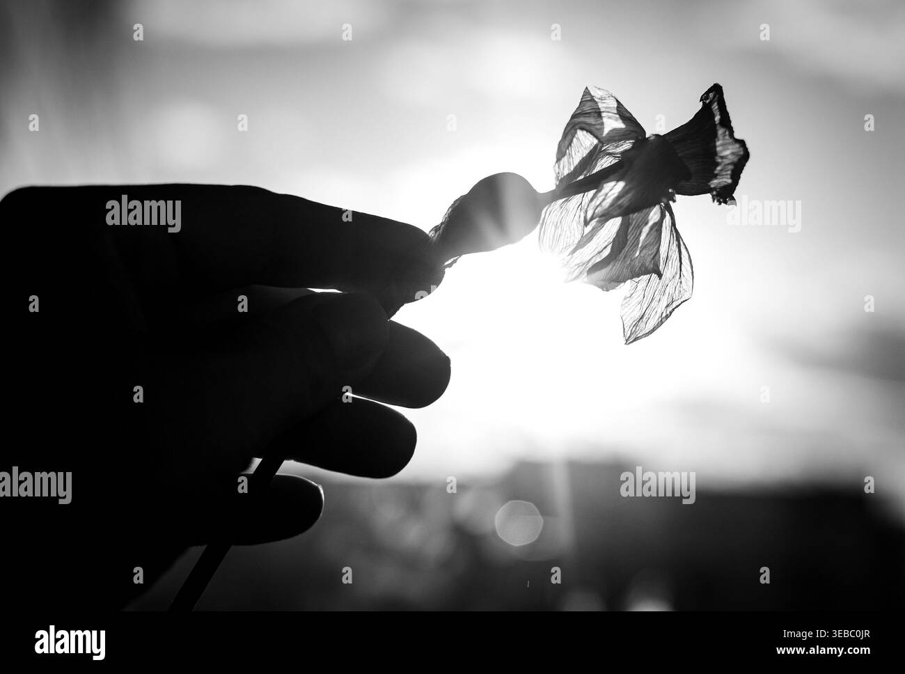 Una mano regge un fiore che svanisce. Stile vintage. Foto Stock
