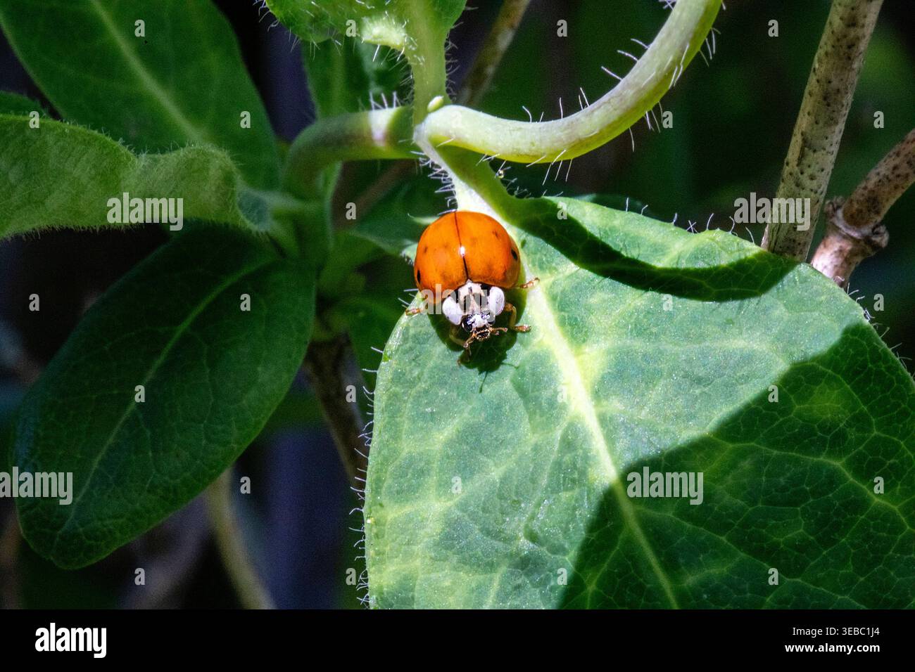 Il ladybird di Harlequin (Harmonia axyridis) poggia su una foglia verde illuminata dal sole, mostrando le sue coperture delle ali arancioni e la distintiva marcatura del viso chiaro. Foto Stock