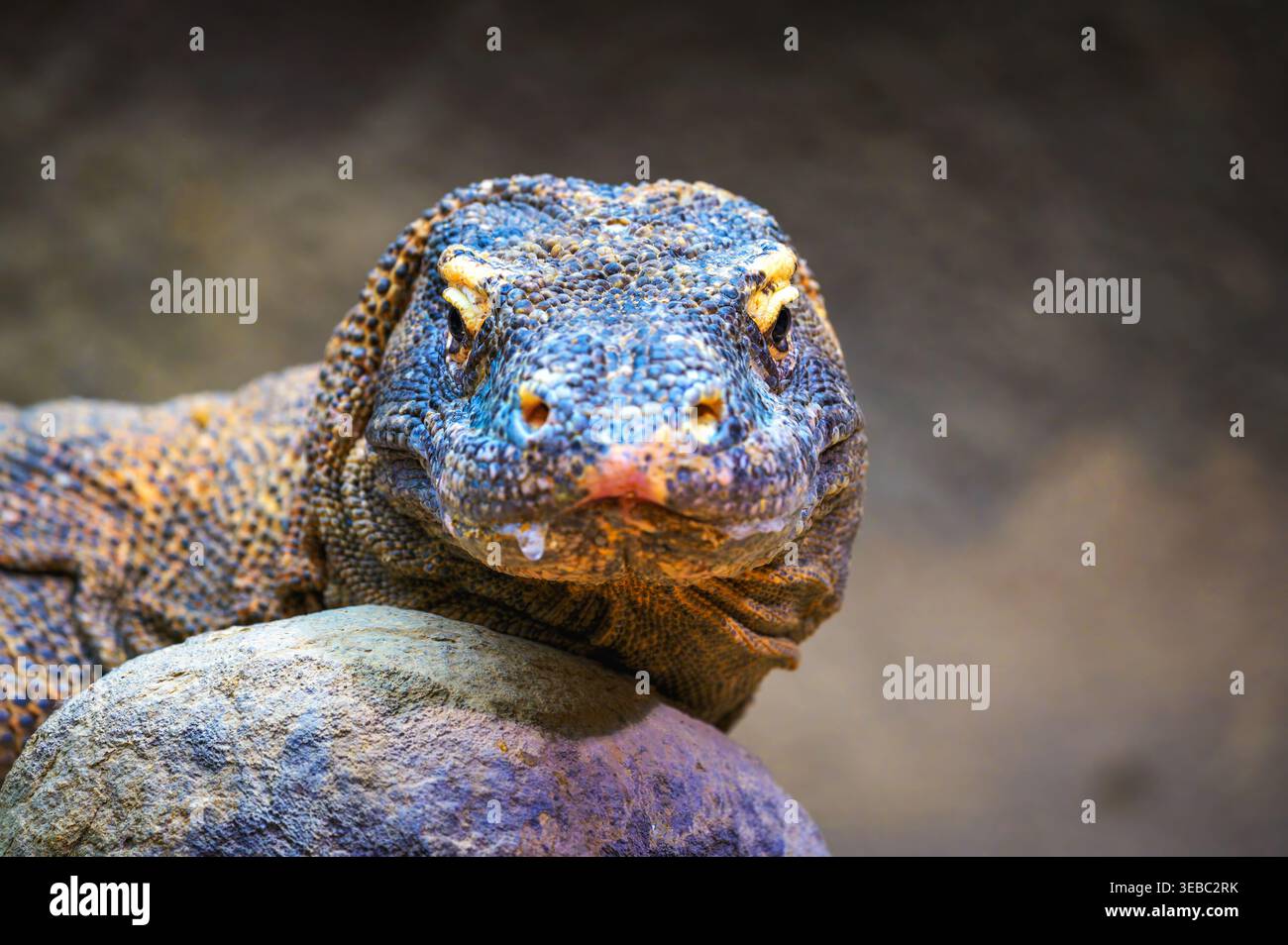 Primo piano di Komodo Dragon Face Foto Stock
