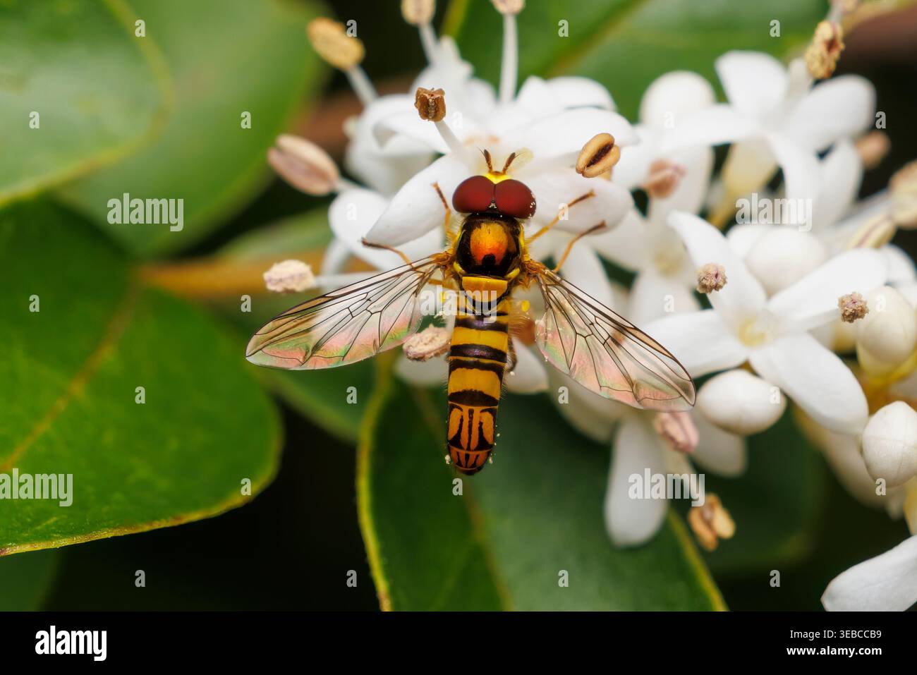 Oblique Streaktail (Allograpta obliqua) - maschio Foto Stock