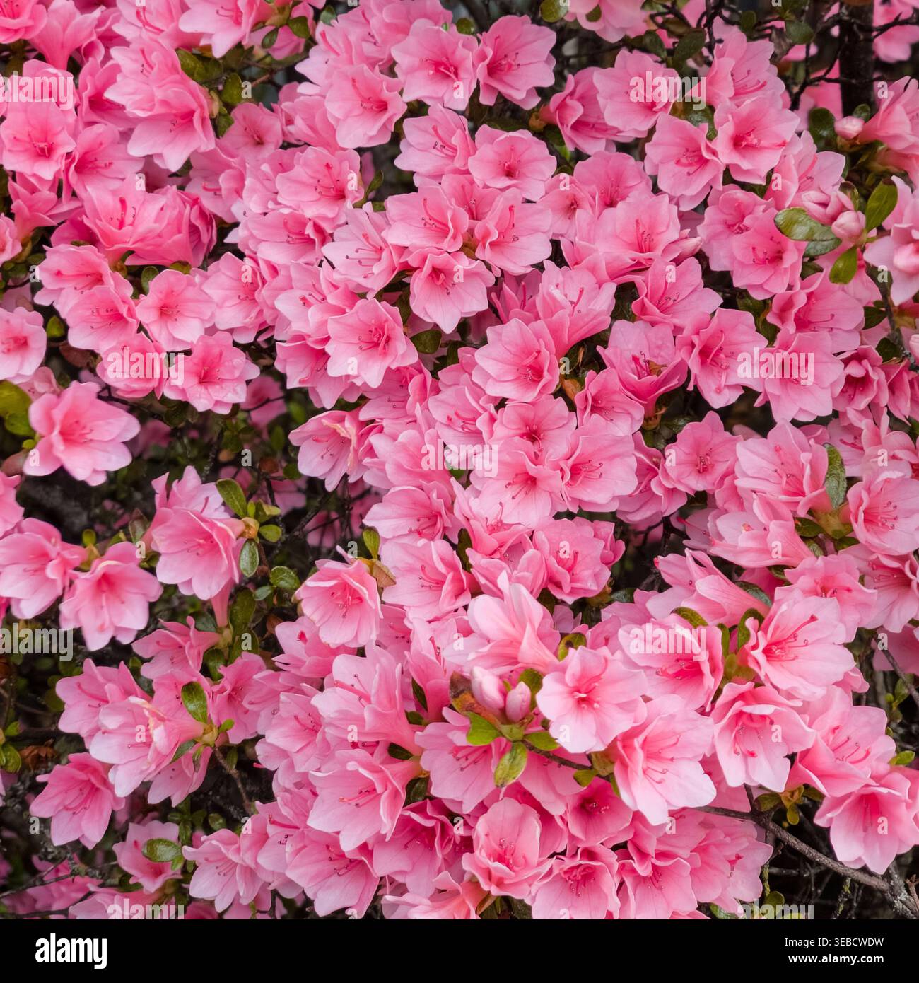 Sfondo rosa di fiori azalea, texture floreale primaverile in fiore, motivo naturale di fiori - Immagine stock catturata con smartphone