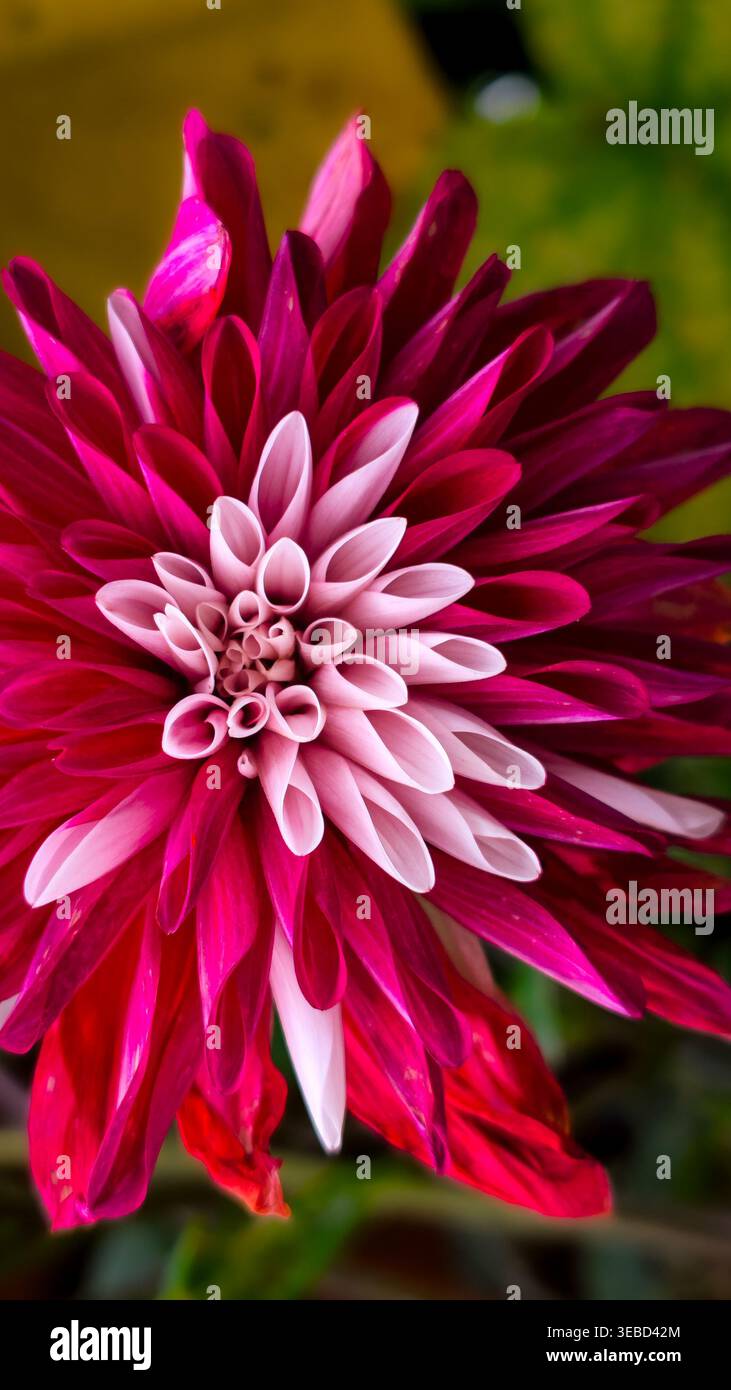 Dettagli floreali naturali con petali morbidi e texture botanica fresca, ideali per primavera, giardino, bellezza, biglietto d'auguri, e temi di design della natura Foto Stock