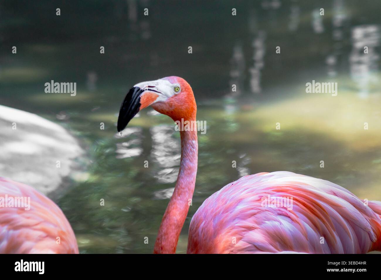 fenicottero rosa brillante vicino a acque tranquille e riflettenti con un piumaggio grazioso e un becco ricurvo con punta nera, ideale per i temi della natura e della fauna selvatica. Zoologico Foto Stock