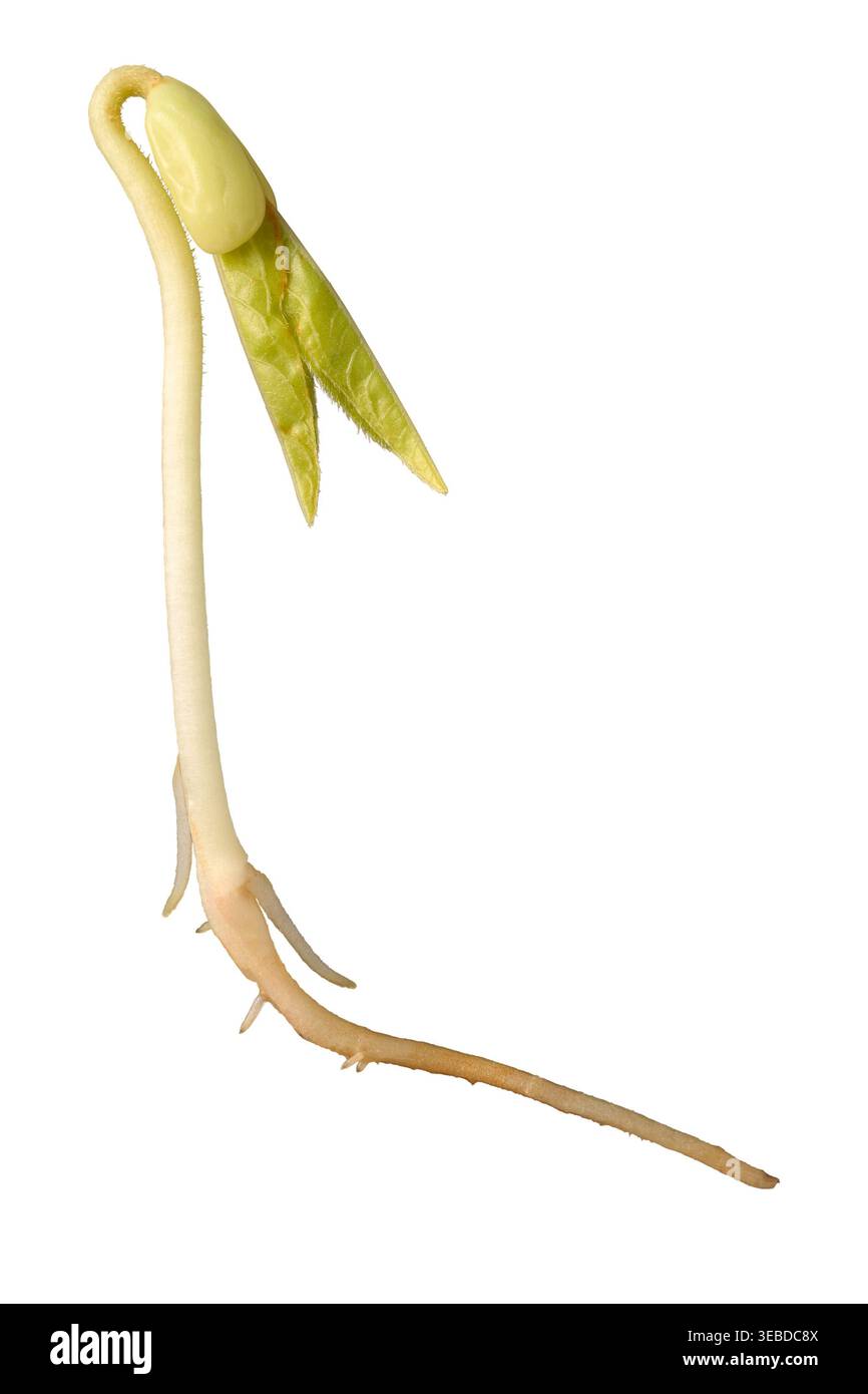 germogliamento piantine di cowpea sfondo bianco isolato, pianta giovane con foglie e radici verdi, vista macro laterale Foto Stock