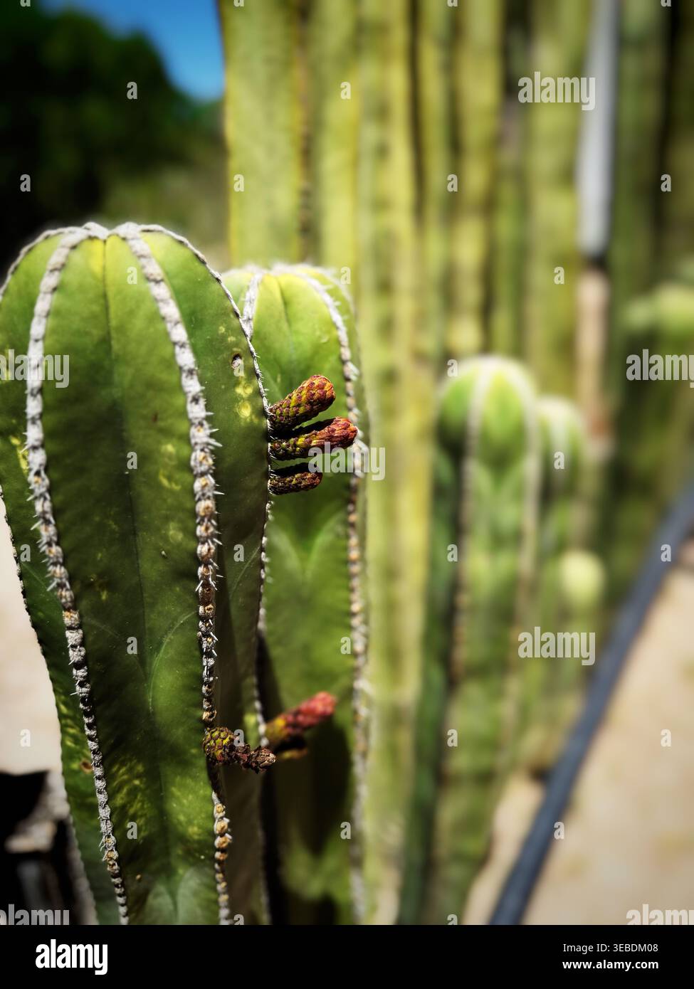 Primo piano di alti cactus colonnari con gemme in via di sviluppo che crescono in un giardino botanico del deserto alla luce del sole. Foto Stock