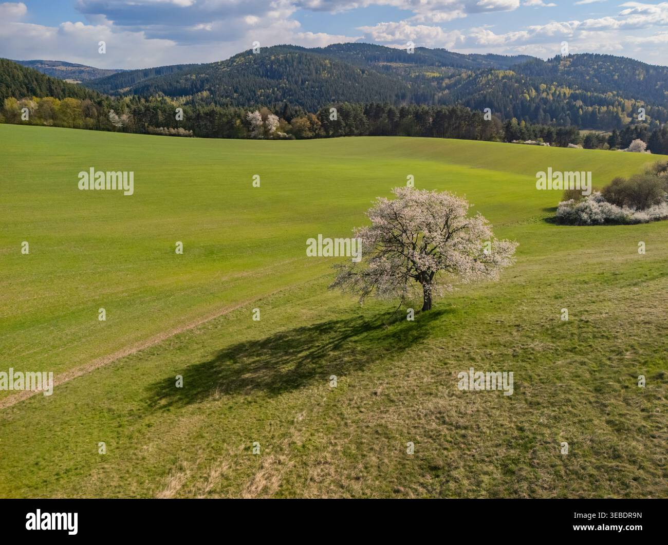 Vista aerea di un albero in fiore sulla collina di Sajbica circondato da campi verdi e montagne ondulate Lubietova, regione di Banska Bystrica, Slovacchia. Foto Stock