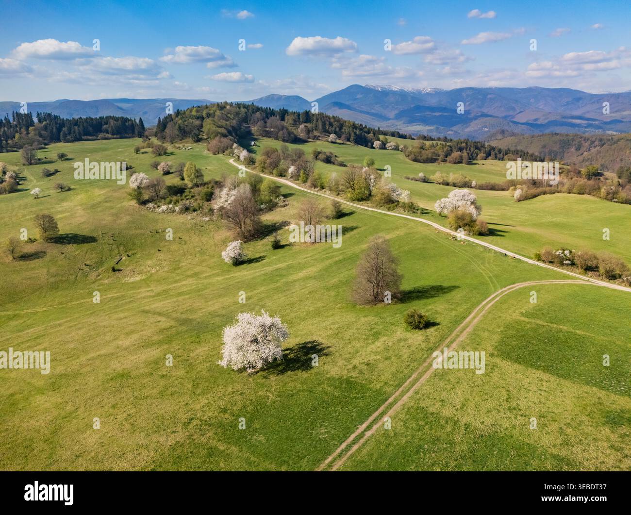 Veduta aerea della collina di Sajbica con ciliegi in fiore, prati verdi e un tortuoso sentiero sterrato a Lubietova, regione di Banska Bystrica, Slovacchia. Foto Stock