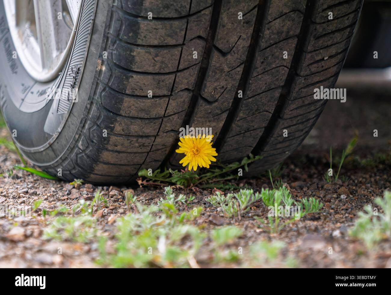 Il dente di leone giallo brillante fiorisce sul terreno polveroso, resistendo alla pressione esercitata da un grande pneumatico parcheggiato Foto Stock