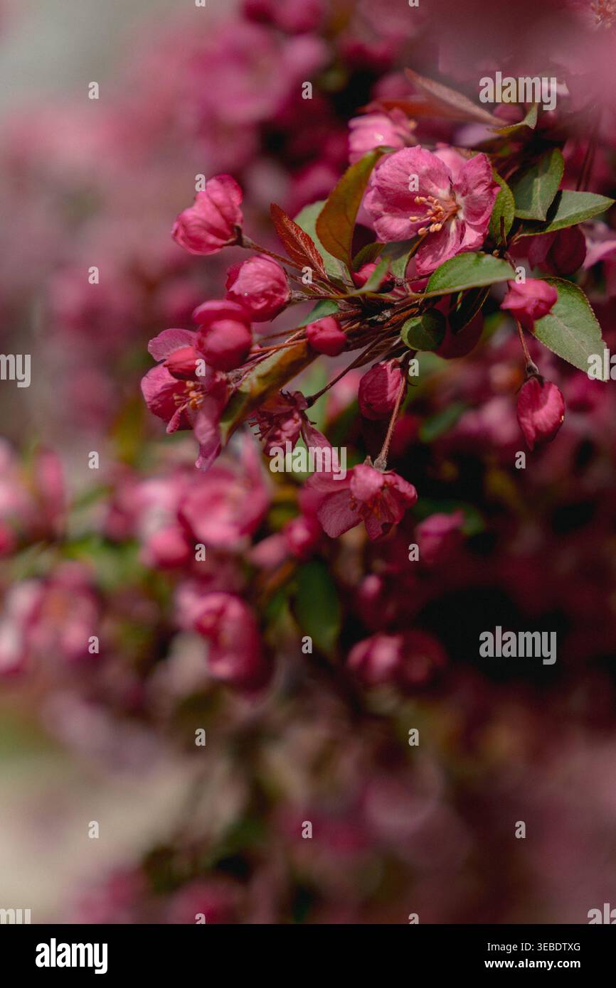 Primo piano verticale di fiori di ciliegio rosa che fioriscono delicatamente sui rami degli alberi, catturando la bellezza morbida e fugace della primavera con dettagli delicati Foto Stock