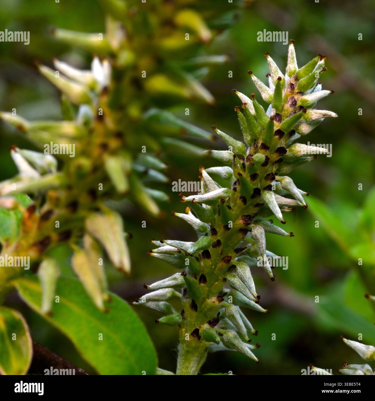 Salice/Sallow fioriscono dall'albero femminile, un primo piano. Foto Stock