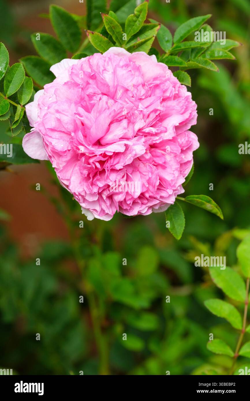 Rosa Roxburghii, Rosa di castagne, Rosa di Burr, Rosa di Chinquapin, faccia piatta, doppi fiori rosa volteggiati nell'aspetto. Foto Stock