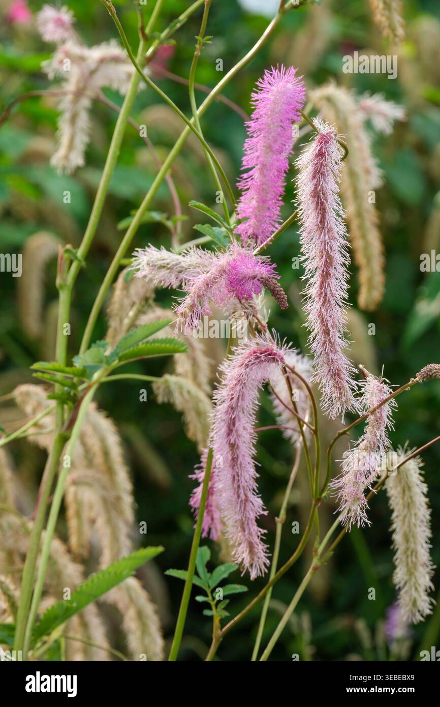 Scoiattolo di Lilac Sanguisorba hakusanensis, scoiattolo di Sanguisorba obtusa, scoiattolo di Lilac, fiori rosa-viola, soffice, appeso, code di scoiattolo Foto Stock
