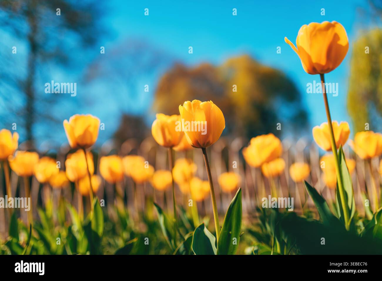 I tulipani gialli brillanti riempiono un campo primaverile illuminato dal sole, un'unica fioritura ben messa a fuoco su un morbido sfondo bokeh e un cielo azzurro cristallino, evocando calore, op Foto Stock