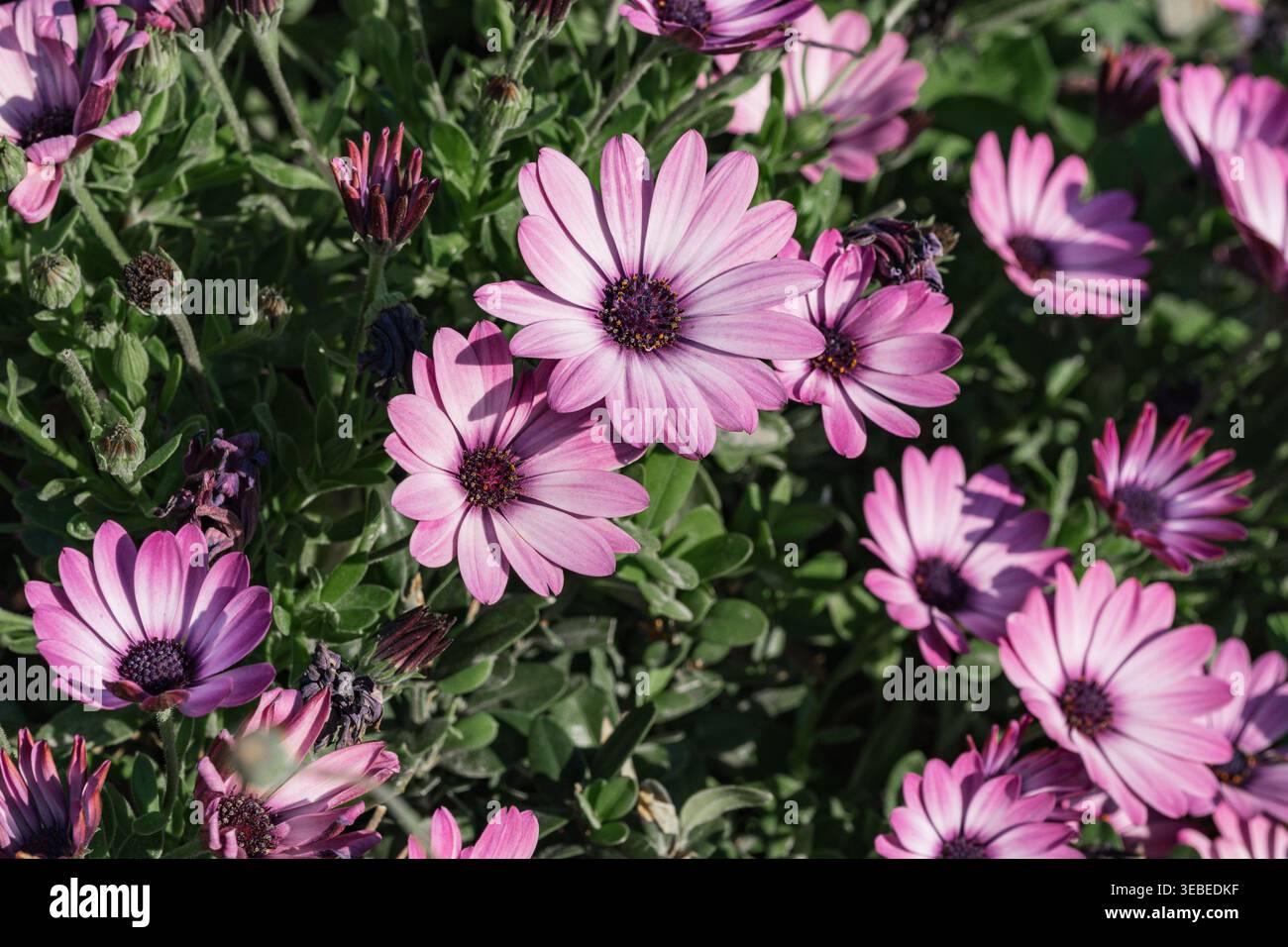 Fiori di margherita africana viola in fiore nei giardini di Boboli, Firenze Italia Foto Stock