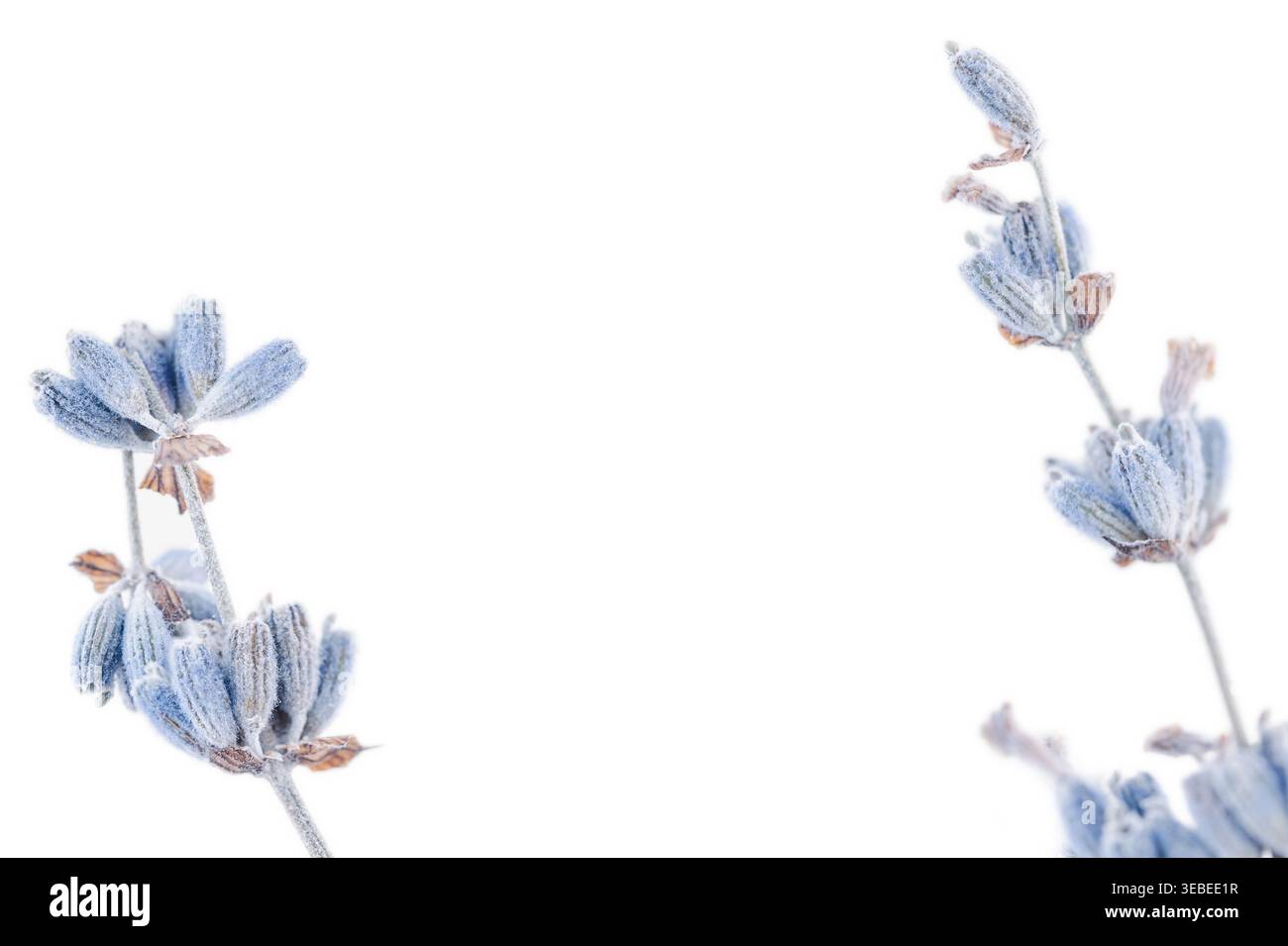 Ripresa a livello degli occhi di due ramoscelli di lavanda essiccati sui bordi di uno sfondo bianco con spazio di copia centrale Foto Stock