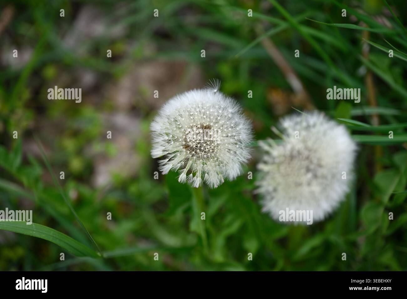 Dettagli dei semi di dente di leone bianco. Semi di Taraxacum officinalis pronti a volare. Foto Stock