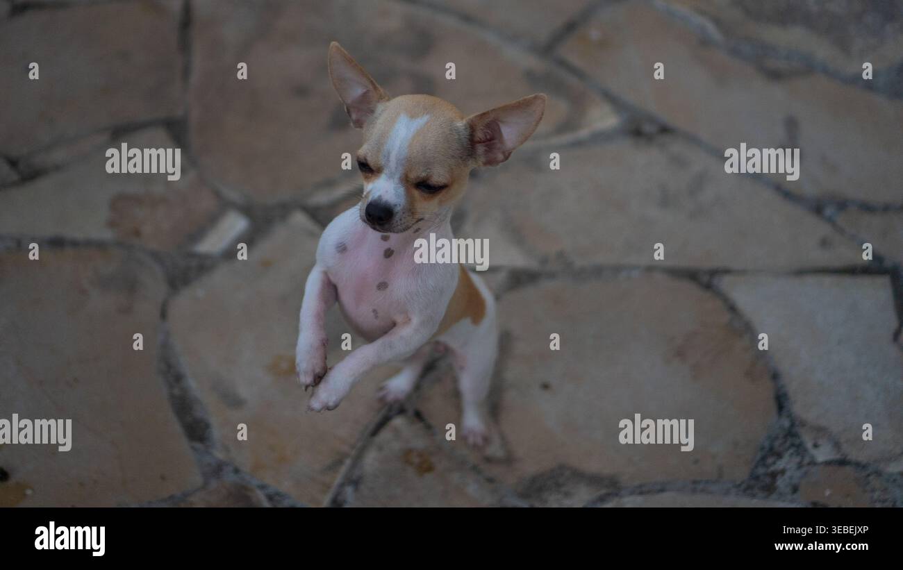 Adorabile piccolo cane Chihuahua che supplica con grandi orecchie e luce soffusa Foto Stock