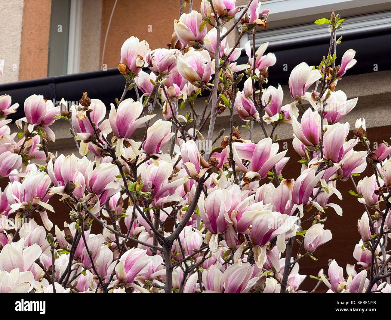 Piattino bianco e rosa i fiori di magnolia fioriscono vicino a un condominio in primavera. Natura urbana, rinnovamento stagionale, giardinaggio ornamentale e floreale Foto Stock