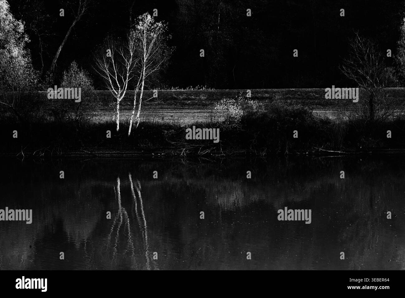 Gli alberi di betulla che si riflettono nel fiume Adda, in Italia, creano un suggestivo paesaggio bianco e nero con acque calme e paesaggi boschivi. Foto Stock