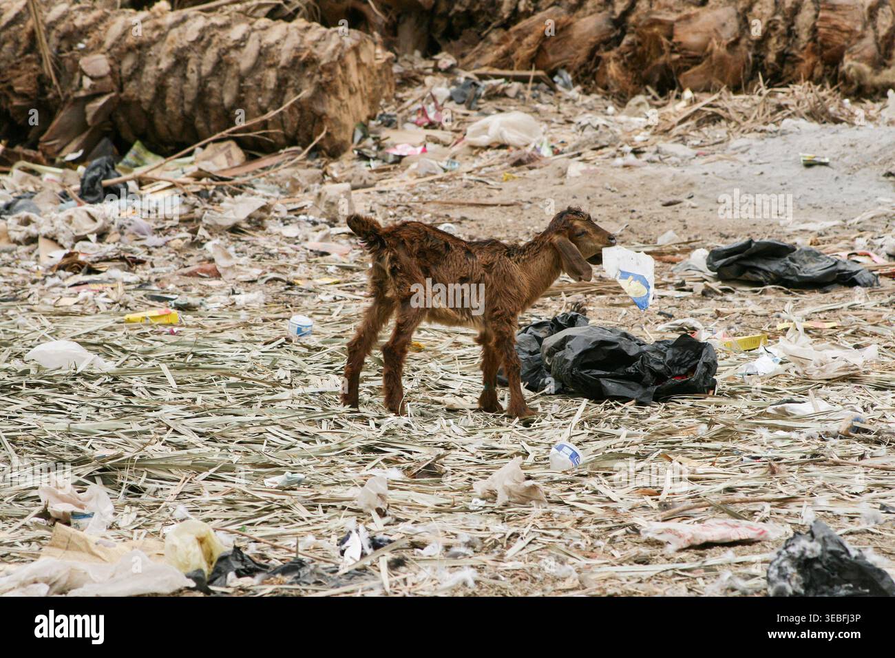 Gli animali, comprese le capre, spesso confondono i detriti di plastica con il cibo, portando a condizioni fatali come blocchi digestivi coliche e avvelenamento. Foto Stock
